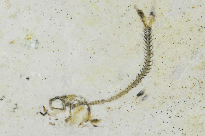 Bargain, Jurassic Fish (Leptolepides) Fossil - Solnhofen #104300